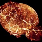 ADM – Microscòpia digital avançada