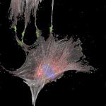 Plataforma de microscòpia