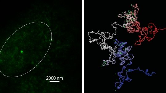 Researchers capture how genes fold and work at unprecedented resolution